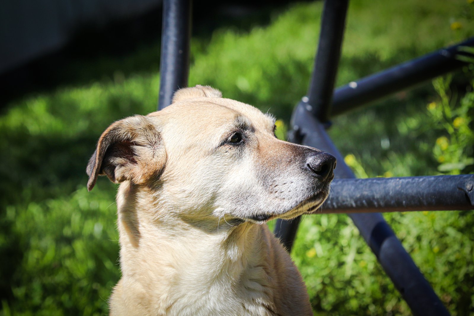 Chien au pelage sable, museau grisonnant, assis dans l'herbe d'un jardin ensoleillé, le regard tourné vers la droite
