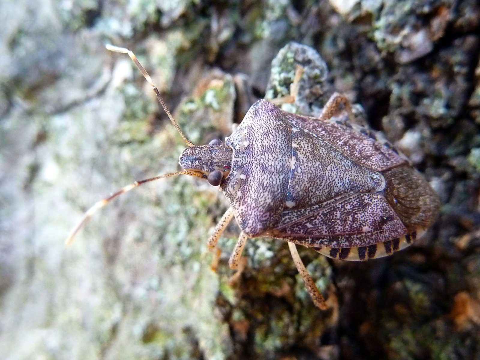 Punaise diabolique (Halyomorpha halys) adulte sur une écorce, antennes annelées de blanc et bord de l'abdomen tacheté noir et blanc