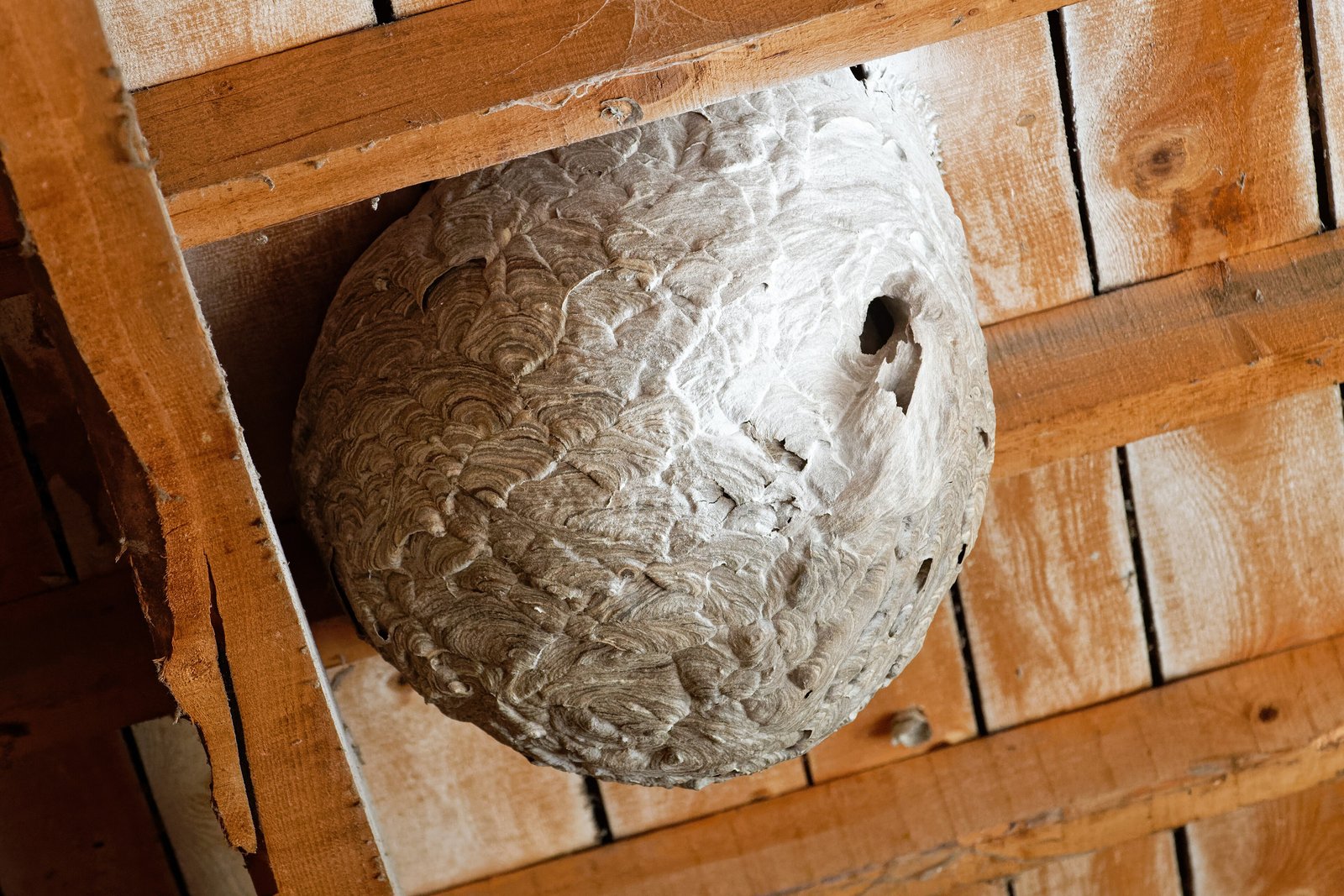 Nid secondaire de frelon asiatique, sphère grise à petite entrée latérale, accroché sous la charpente en bois d'un bâtiment