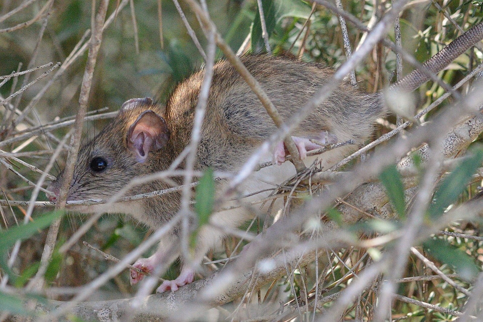 Rat noir grimpant dans des branches, espèce qui s'installe souvent dans les combles et greniers