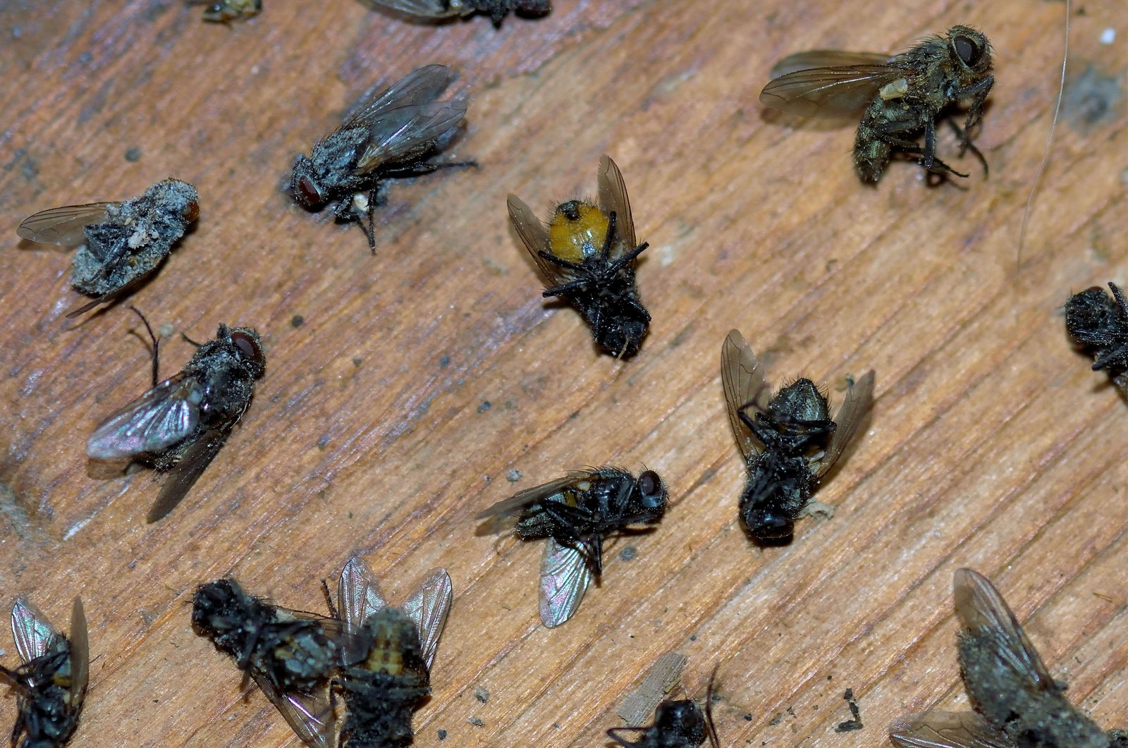 Une quinzaine de mouches des greniers mortes, grises et poussiéreuses, sur une surface en bois dans un moulin en hiver