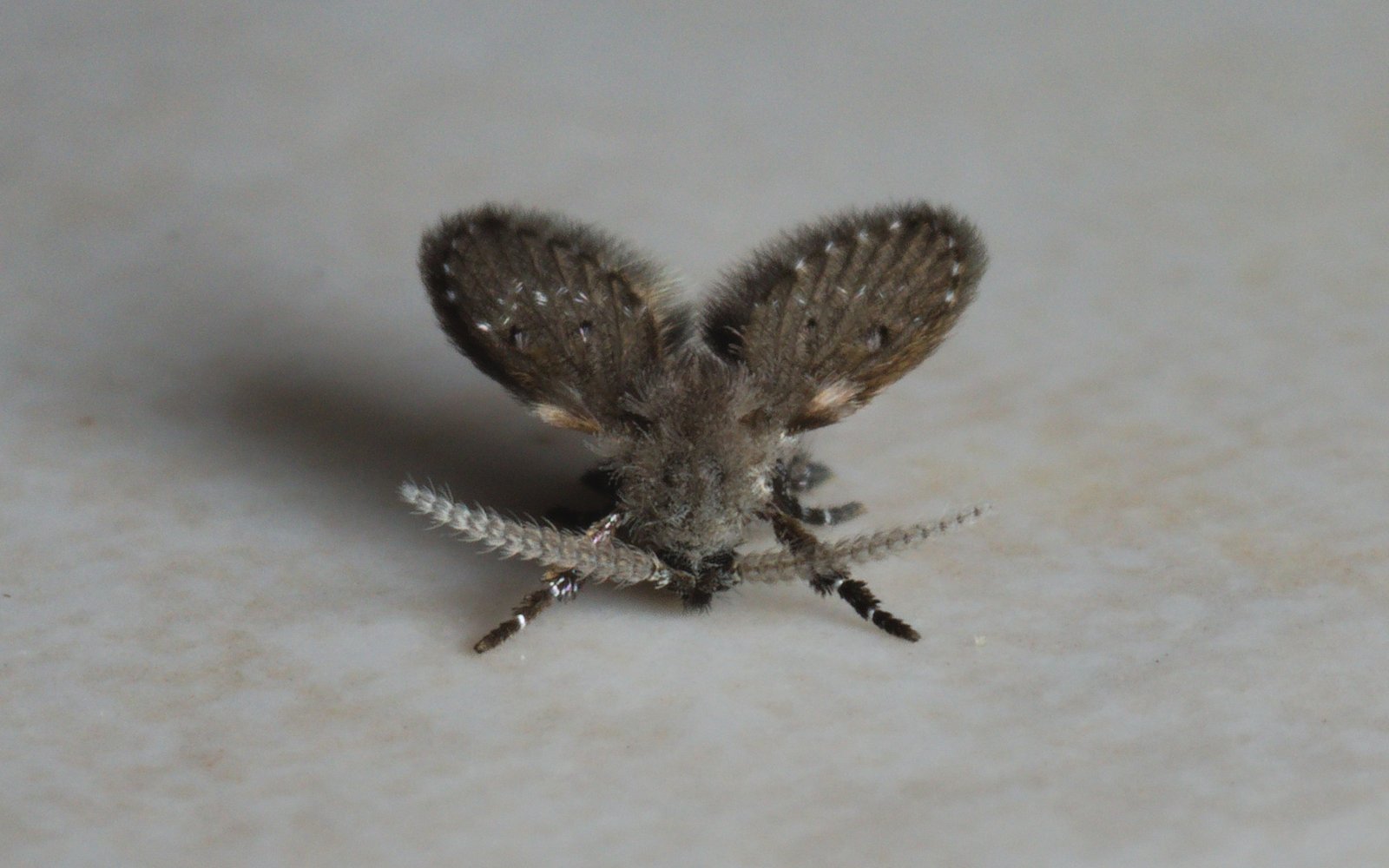 Mouche des drains Clogmia albipunctata aux ailes grises et poilues ouvertes, posée sur un carrelage clair