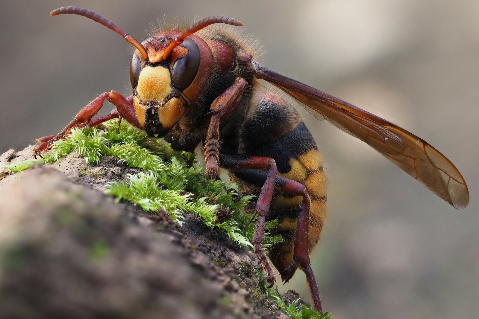 Frelon européen (Vespa crabro) en gros plan sur un support couvert de mousse : face jaune, tête et pattes brun-rouge, abdomen jaune rayé de noir