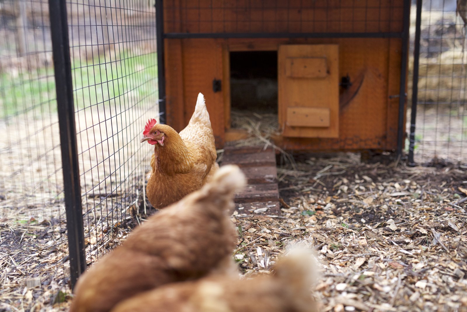 Poules rousses dans un parcours fermé par un grillage métallique, devant un petit poulailler en bois sur un sol couvert de copeaux de bois