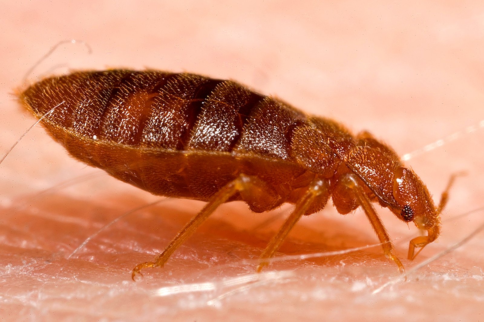 Punaise de lit adulte (Cimex lectularius) vue de profil en gros plan, posée sur une peau humaine