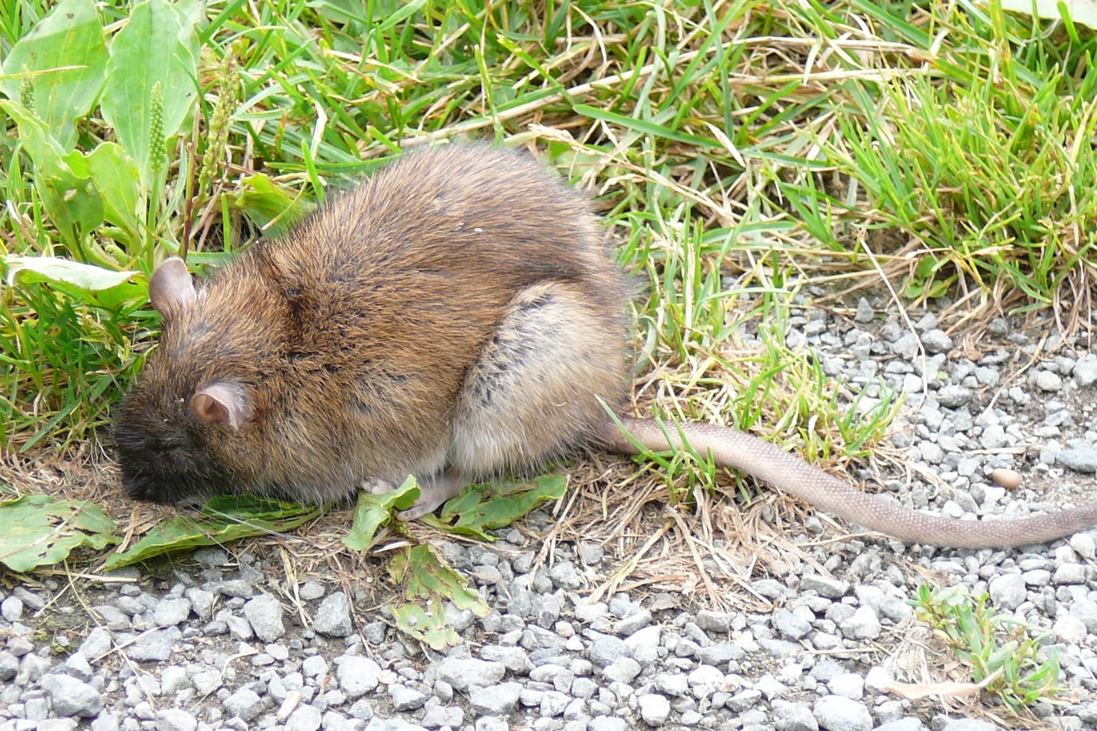 Rat brun (surmulot) à la fourrure brune, tête baissée, au bord d'un chemin de gravier et d'herbe
