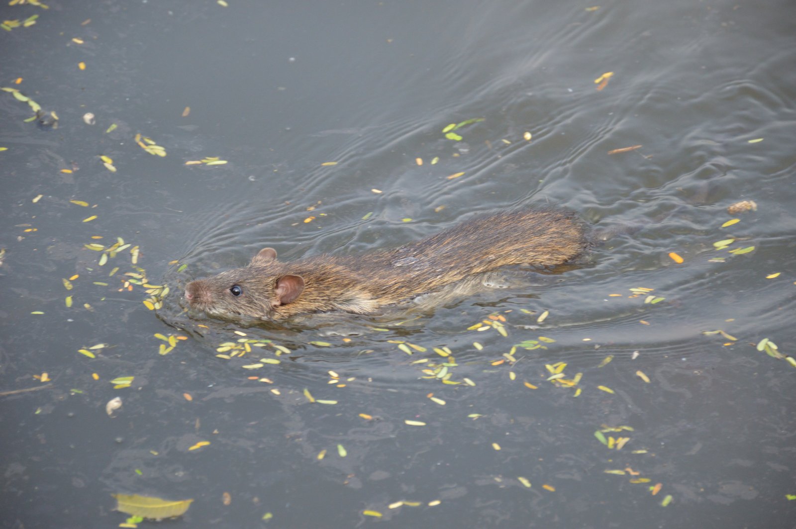Rat brun qui nage à la surface d'une eau calme, la tête hors de l'eau, entouré de petits débris végétaux